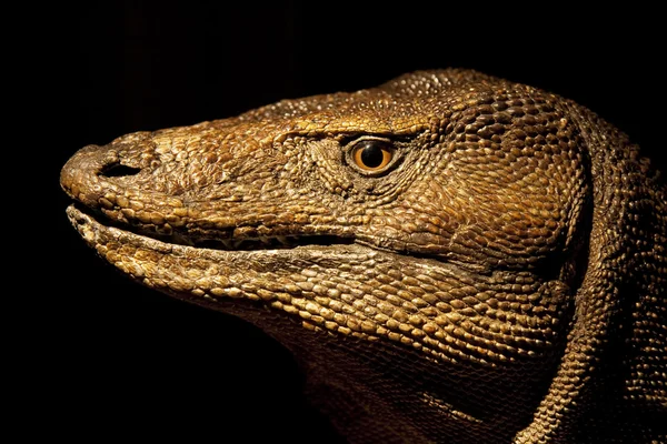 Komodo dragon — Stock fotografie