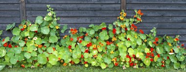 bir çit, Bahçe nasturtium