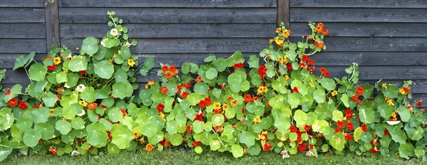 Trädgård nasturtium på ett staket Stockbild