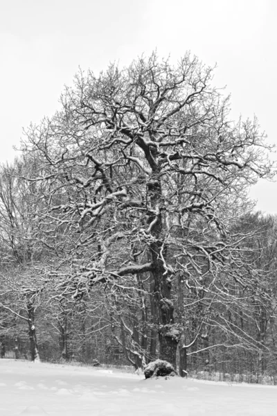 Oak Tree in the Snow — Stock Photo, Image