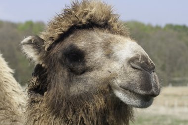 iki seviştiği deve