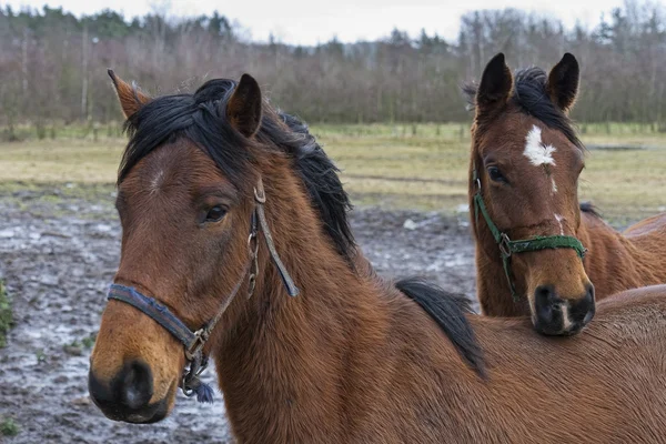 Brown Horses — Stock Photo, Image