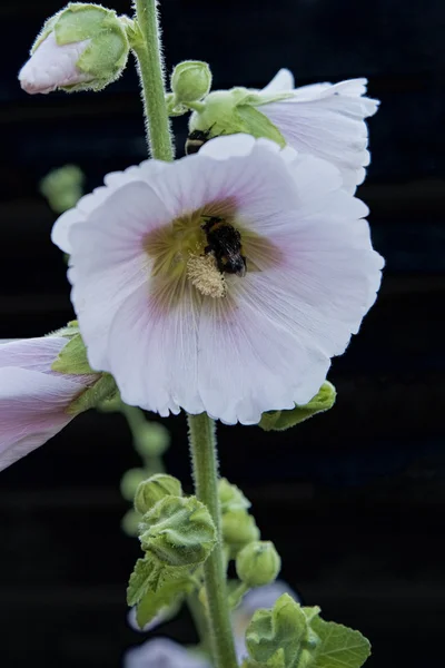 Bumblebee su un fiore Hollyhock — Foto Stock