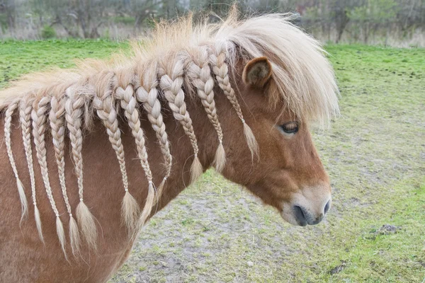 Horse With Braids — Stock Photo, Image