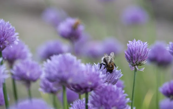 Abelha na flor de cebolinha — Fotografia de Stock