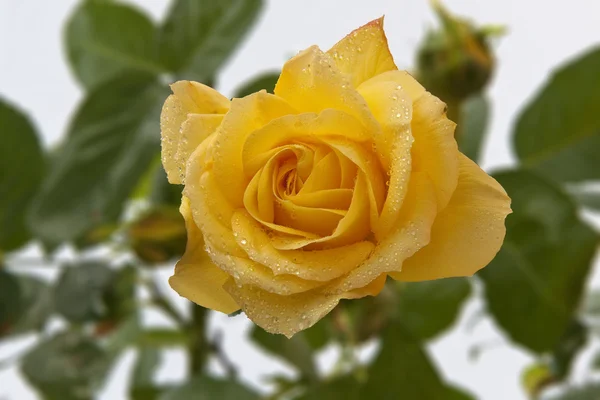 Yellow Rose — Stock Photo, Image