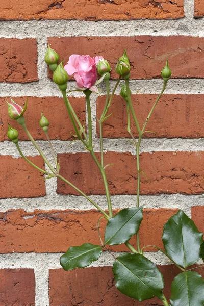 Pink Rose on a Red Brick Wall — Stock Photo, Image