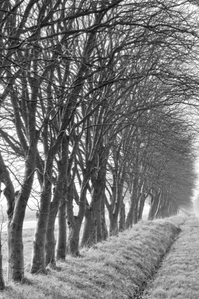 Çıplak yol kenarındaki ağaçlar — Stok fotoğraf