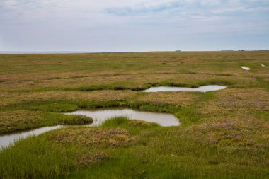 Danimarka, Jutland 'ın batı kıyısındaki bataklık.