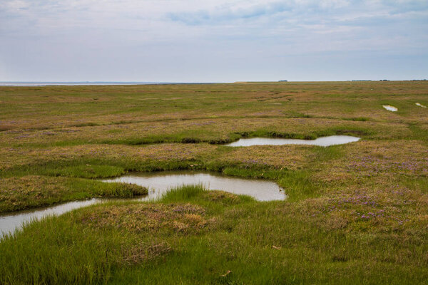 The marsh on the west coast of Jutland, Denmark