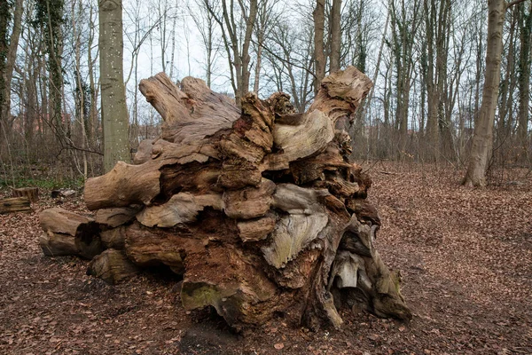 デンマークのオーフス近くの森で発見された大きな木の切り株 — ストック写真