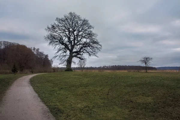 丹麦斯坎德堡公园里的一棵裸树 — 图库照片