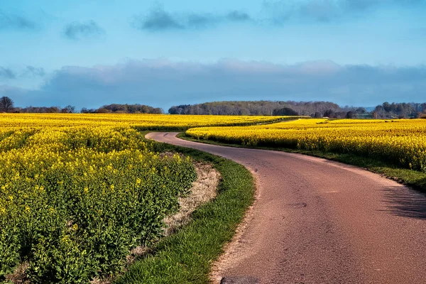 Country Road Rapeseed Fields Odder Denmark — Stock Photo, Image