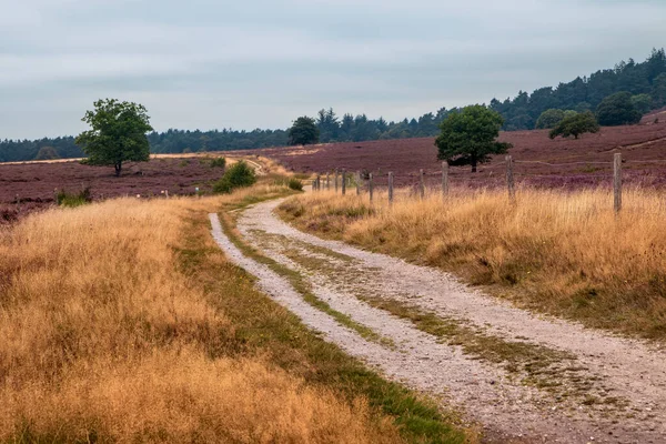 Dirt Road Moor Silkeborg Denmark — Stock Photo, Image