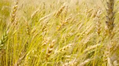 buğday alan hasat sezonu