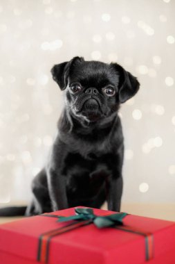 Kırmızı Noel Baba şapkalı siyah yavru köpek Bokeh arka planda