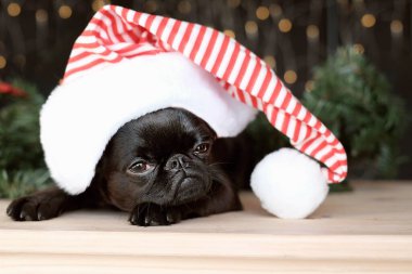 Kırmızı Noel Baba şapkalı siyah yavru köpek Bokeh arka planda