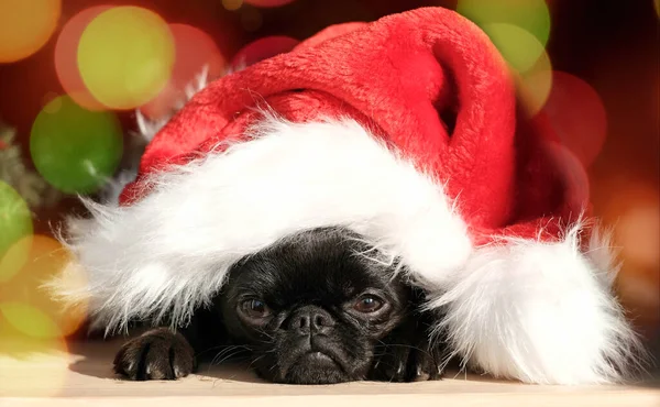 Nero Cane Cucciolo Rosso Cappello Babbo Natale Bokeh Sfondo — Foto Stock