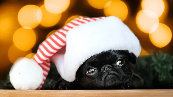 Černošky Štěně Pes Červené Santa Klobouk Vánoce Bokeh Pozadí — Stock fotografie