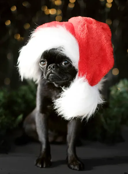 黒子犬犬で赤サンタ帽子でクリスマスBokeh背景 ロイヤリティフリーのストック写真
