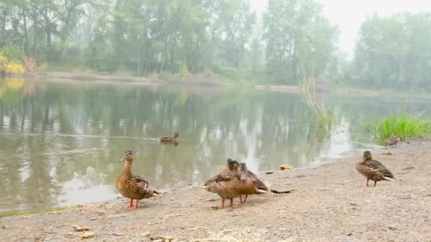Grupo Patos Nadan Caminan Limpian Plumas Estanque Ciudad Familia Patos — Vídeos de Stock