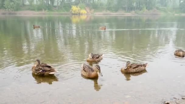 Groupe Canards Nager Marcher Plumes Propres Dans Étang Ville Famille — Video