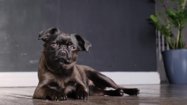 黑狗鬼脸鬼鬼祟祟躺在家里 有一双大眼睛的有趣的脸慢动作 布景宠物肖像 — 图库视频影像