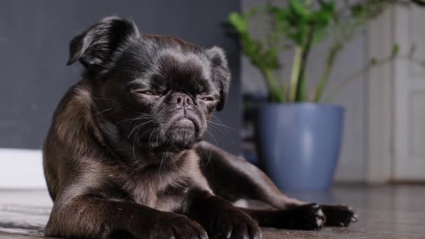 Grifo Perro Negro Con Cara Divertida Casa Cara Graciosa Con — Vídeos de Stock
