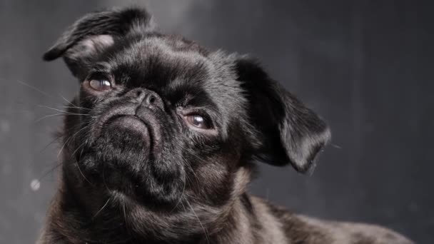Schwarzer Hundegreif Mit Lustigem Gesicht Liegt Hause Lustiges Gesicht Mit — Stockvideo