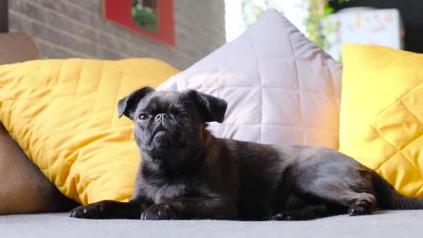 Black Dog Griffon Funny Face Laying Home Funny Face Big — Stock Video