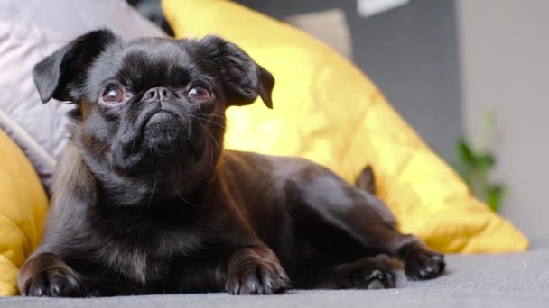 Griffon Cão Preto Com Cara Engraçada Deitado Casa Cara Engraçada — Vídeo de Stock