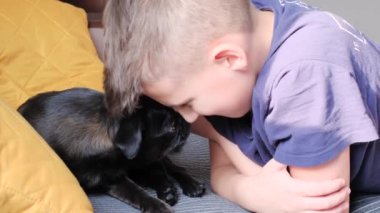 Çocuk evdeki komik suratlı siyah köpeği okşayıp oynuyor. Yavaş çekimde. Hayvan taşıma konsepti. pug ya da griffon evcil köpeği.