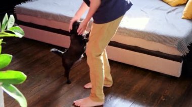 Çocuk evdeki komik suratlı siyah köpeği okşayıp oynuyor. Yavaş çekimde. Hayvan taşıma konsepti. pug ya da griffon evcil köpeği.