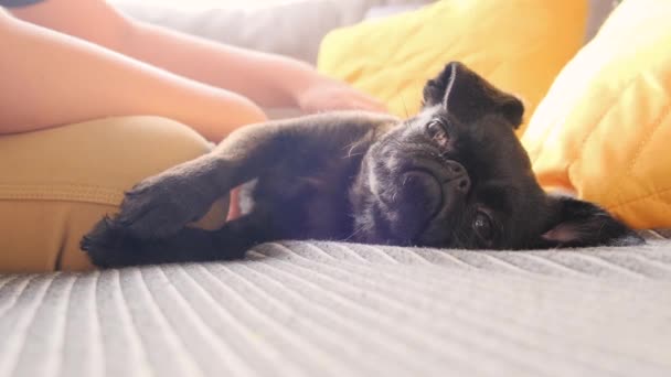 Çocuk Komik Suratlı Siyah Bir Köpeği Okşuyor Yavaş Çekimde Hayvan — Stok video