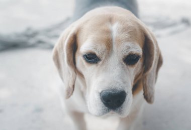 Güneşli bir günde parkta oynayan sevimli av köpeğinin resmi. Dikkatlice yukarı bakıyor, sahibinden emir bekliyor..
