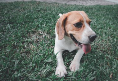 Güneşli bir günde parkta oynayan sevimli av köpeğinin resmi. Dikkatlice yukarı bakıyor, sahibinden emir bekliyor..