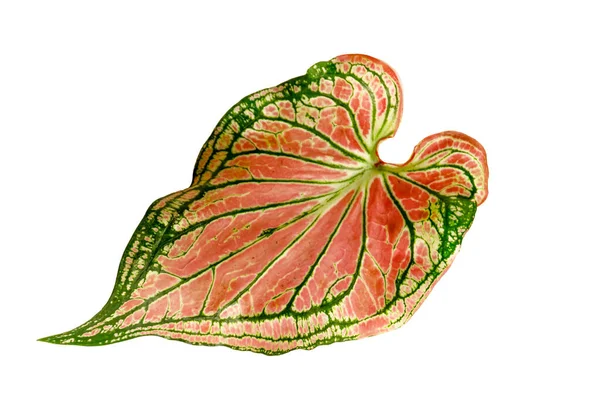 Caladium Leaves Queen Leaves Good Air Purifier Isolated White Background — Stock Photo, Image