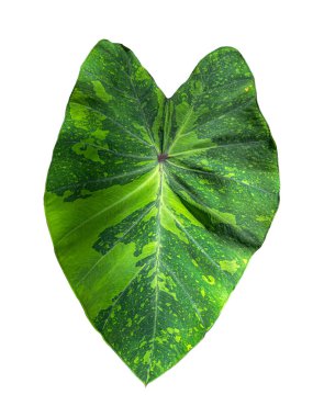 Colocasia Lemon-Lime Gecko 'nun Variegated yaprağını izole beyaz arka planda dalda kapatın. Kesme yolu olan kapalı hava temizleyici fabrika