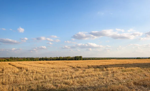 Field Mowed Wheat Cloudy Sky — Stockfoto