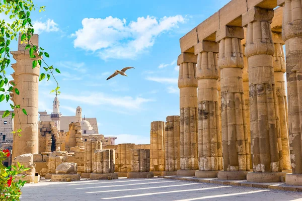 Sirály a Luxor templomban — Stock Fotó
