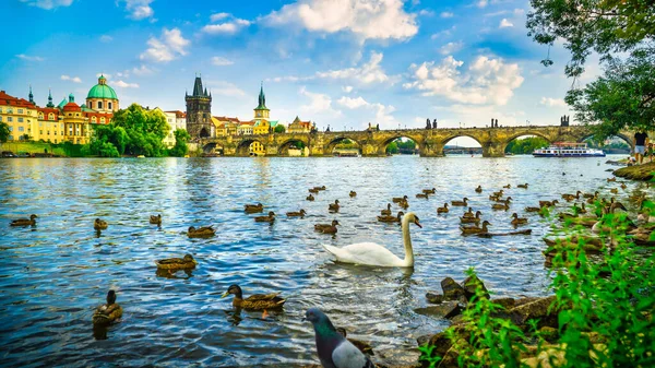 Swan Ducks Charles Bridge Prague — Fotografia de Stock