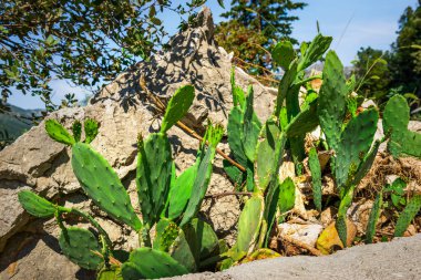 Green cacti on the rock in Montenegro