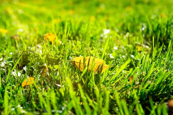 Yellow Leaf Green Grass Sunbeams — Stock Photo, Image