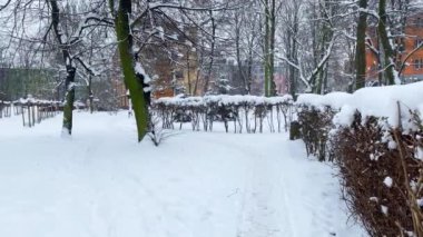 Soğuk bir kış gününde, çıplak bir ağaç dalında beyaz kar, yakın. Doğal arkaplan.