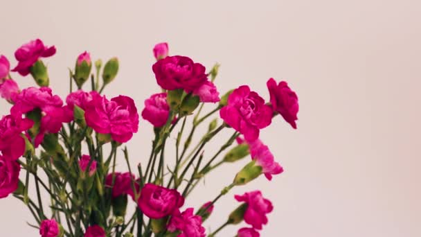 Rosa små nejlikor, ovanifrån, kopiera utrymme, vacker rosa nejlika bukett, presentkort, semester, gott humör — Stockvideo