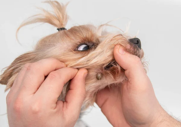 Dog was bitten by a tick. At the vet's appointment. We remove the large tick from the dog. Human hands remove the tick with the hook of the dog.