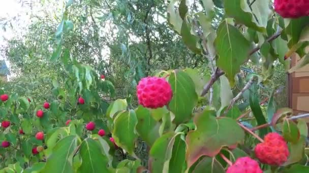 Litchi Gyümölcs az ágfán. Ennek a növénynek a gyümölcse olyan, mint egy licsi, ehető, és népszerű gyümölcs az evéshez. — Stock videók