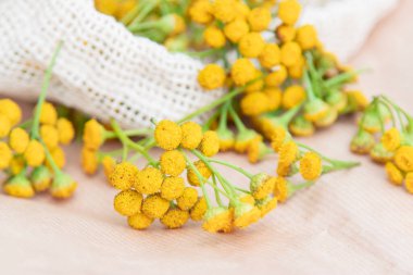Tansy. Tanasetum vulgare. Sarı çiçekli tıbbi bitki tanasetum vulgare. Alternatif tıpta kullanmak için kullanışlı bitkisel tansi