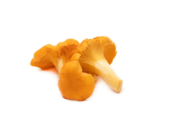 Verse chanterelle champignons op een witte achtergrond, geïsoleerd op een witte achtergrond. — Stockfoto