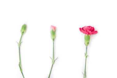 Beyaz arka planda küçük karanfiller. Bahar başında tomurcuklu pembe karanfiller.